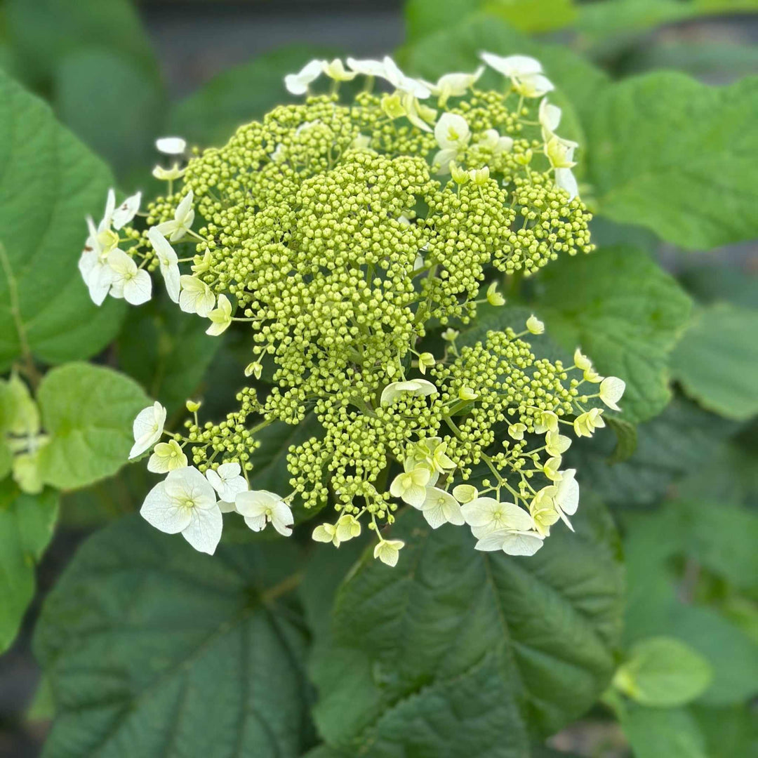 Haas Halo Smooth Hydrangea