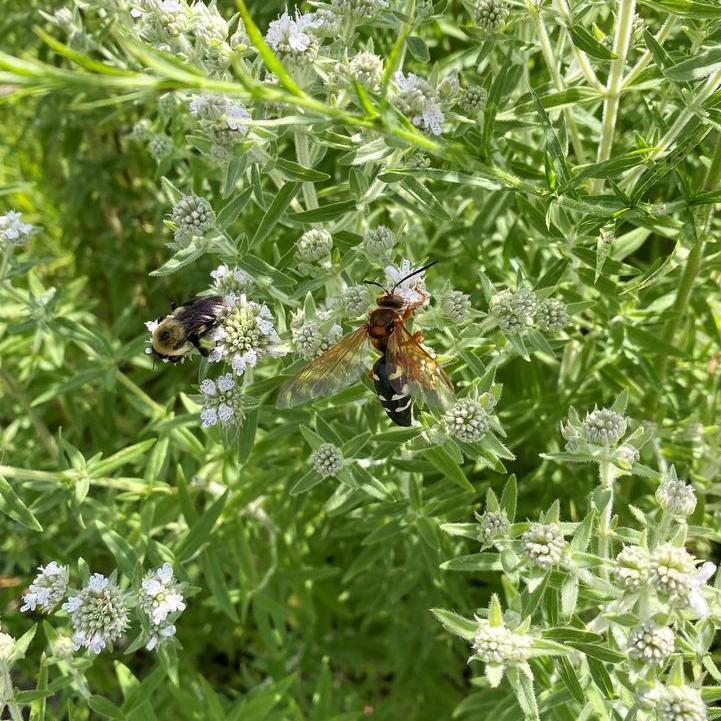 Hairy Mountain Mint