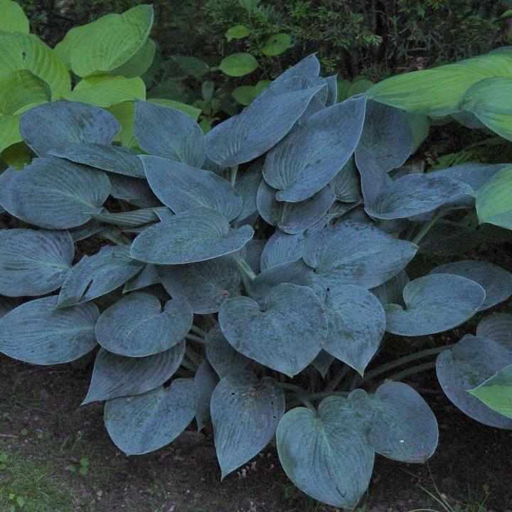 Halcyon Hosta
