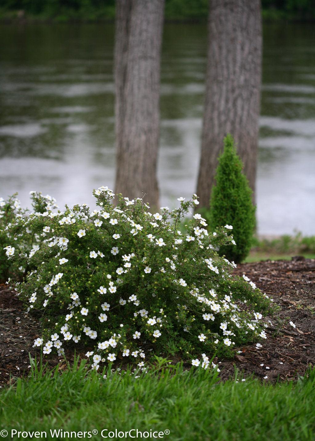 Happy Face® White Cinquefoil