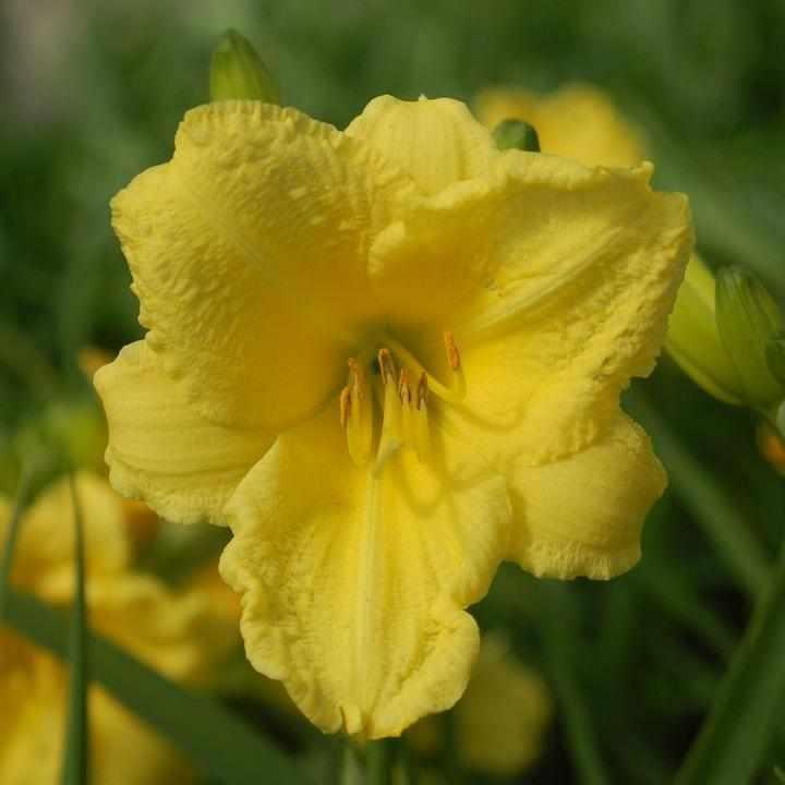 Happy Returns Daylily