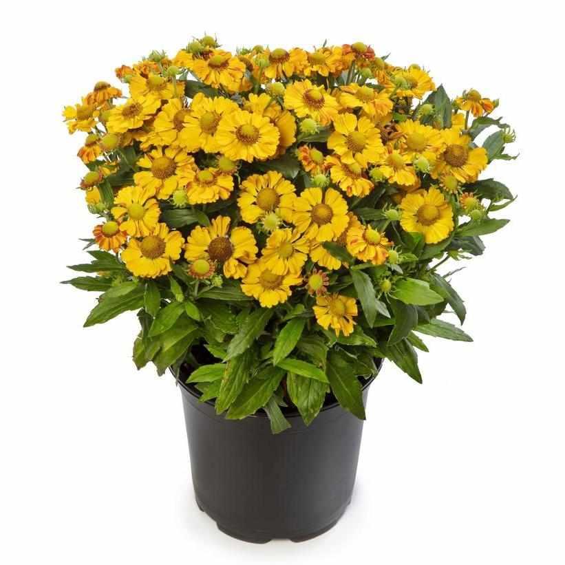 Hayday® Gold Bicolor Sneezeweed