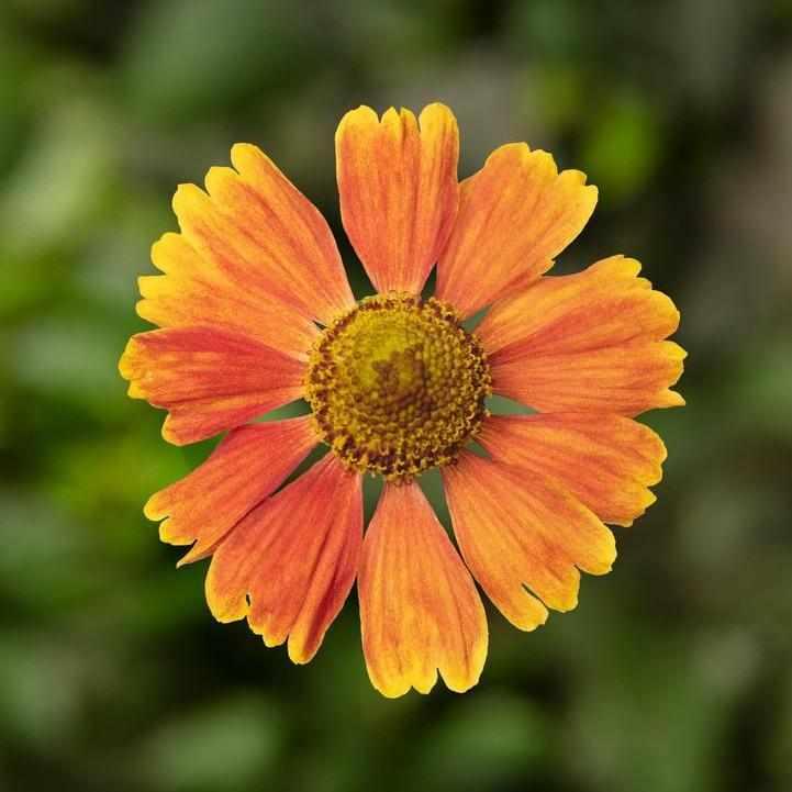 Hayday® Red Sneezeweed