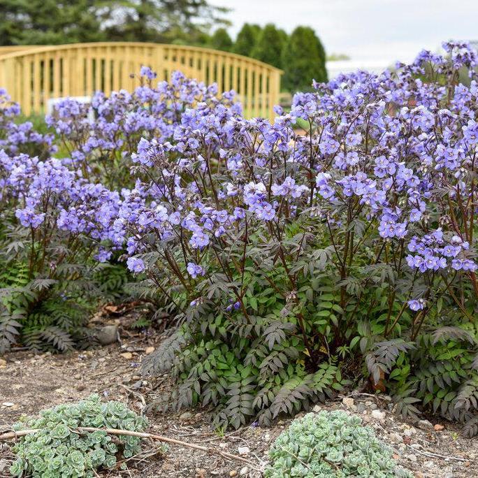 Heaven Scent Jacob's Ladder