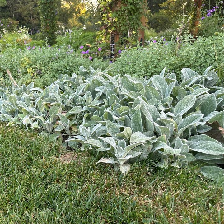 Helen Von Stein Lambs Ears
