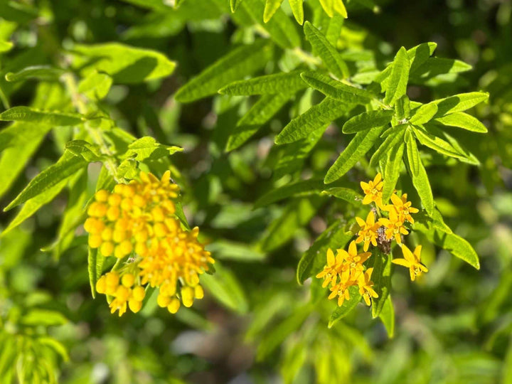 Hello Yellow Butterfly weed