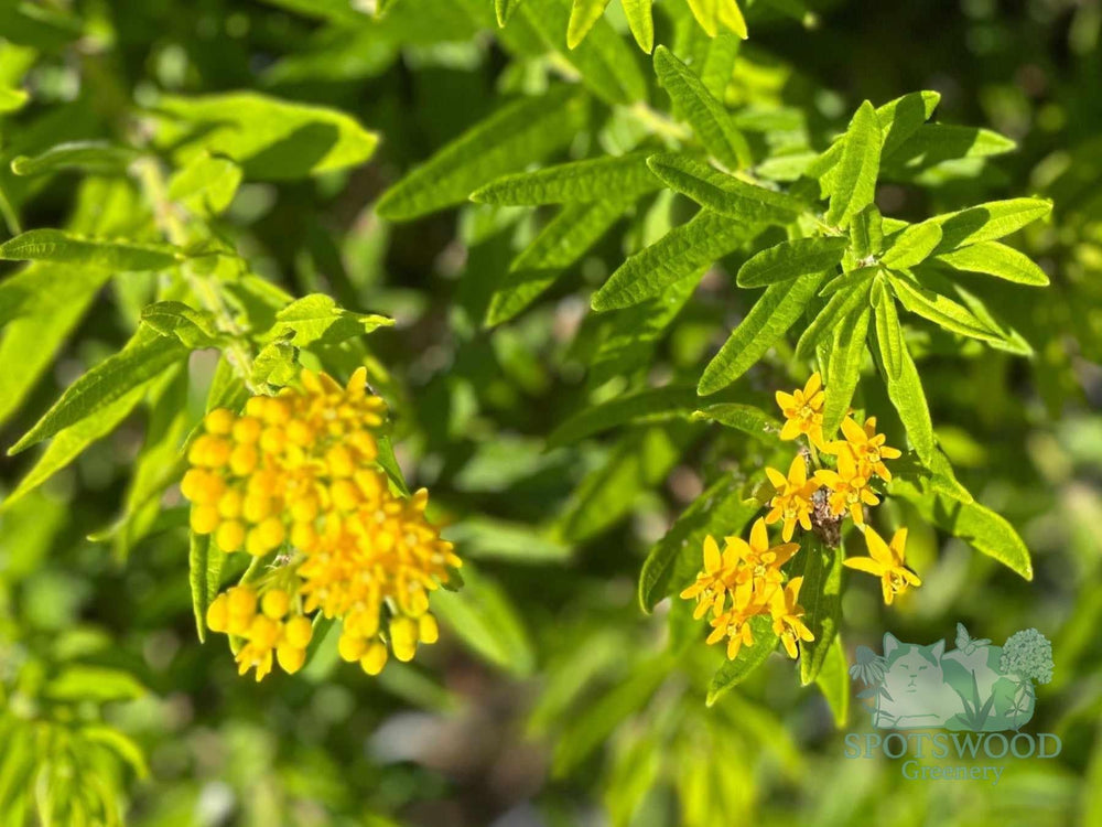 asclepias-tuberosa-hello-yellow