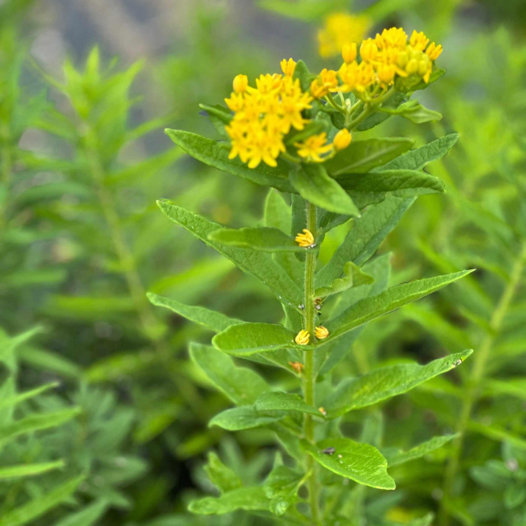 Hello Yellow Butterfly weed