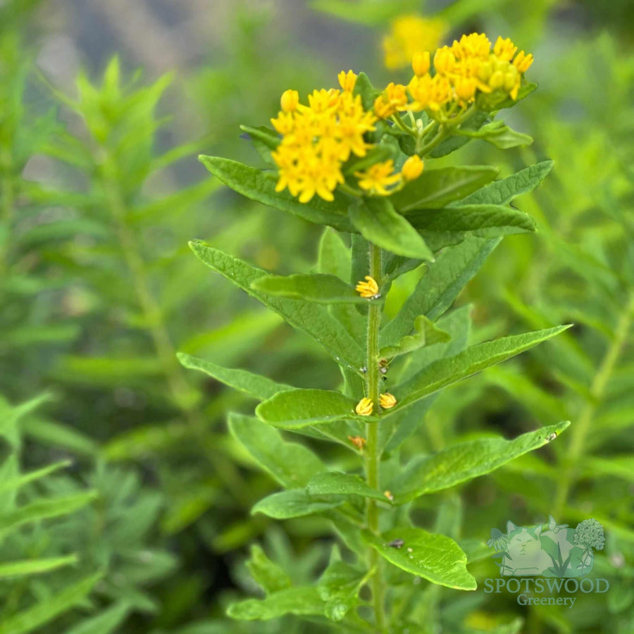 asclepias-tuberosa-hello-yellow