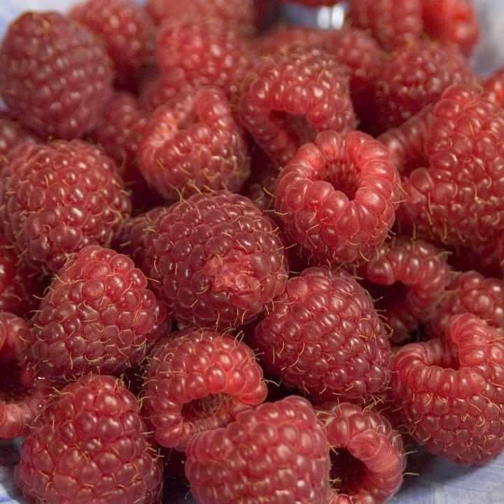 Heritage Red Raspberry