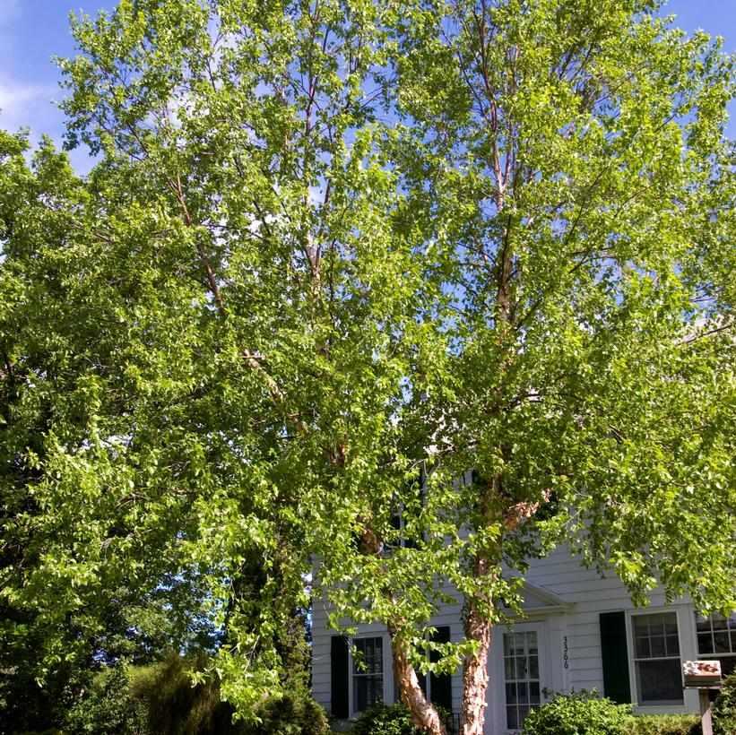 Heritage River Birch