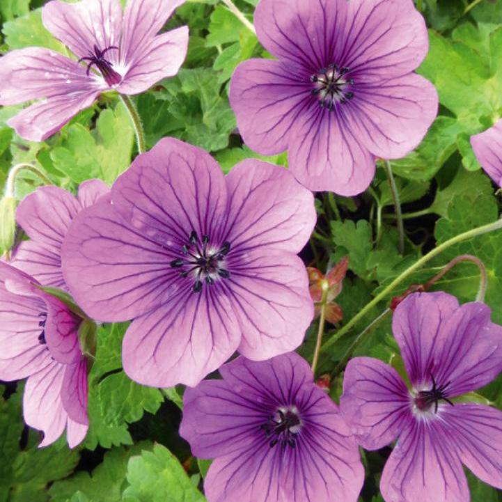 Hexham Velvet Geranium