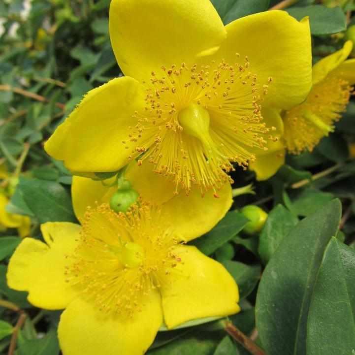 Hidcote St. John's Wort