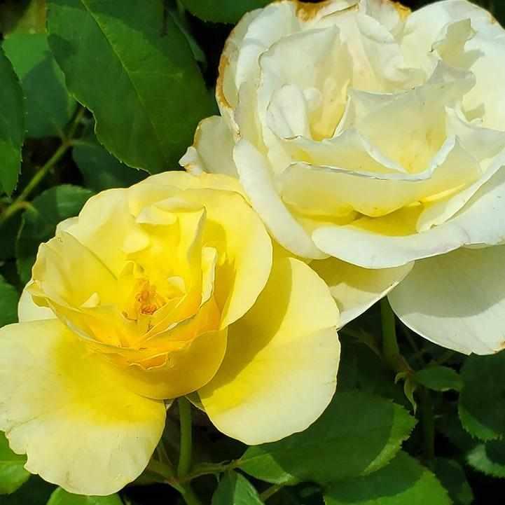 High Voltage Shrub Rose