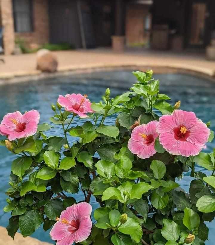 Hollywood Hibiscus® America's Sweetheart™