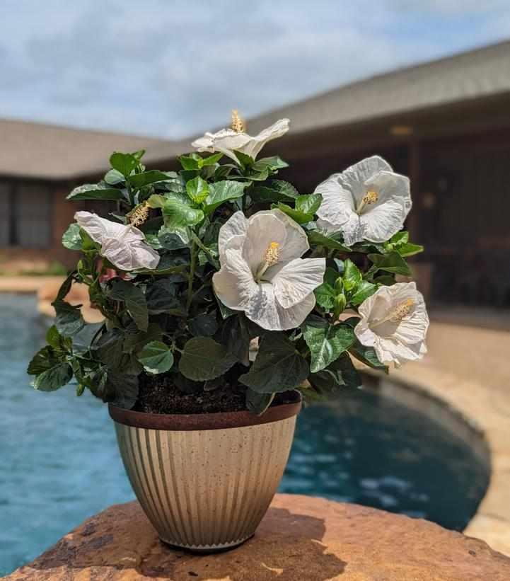 Hollywood Hibiscus® Earth Angel™