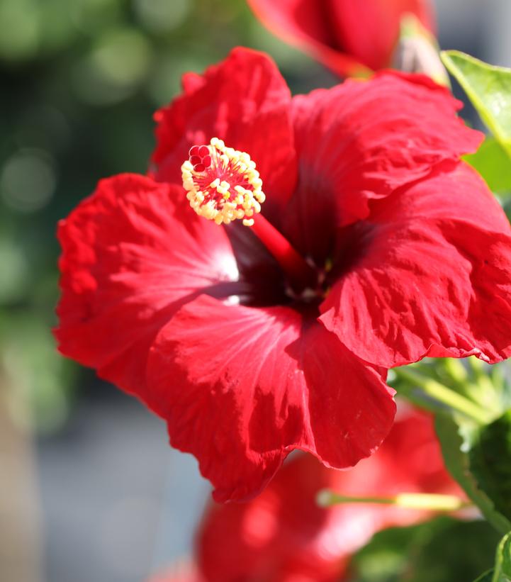 Hollywood Hibiscus® Hot Shot™