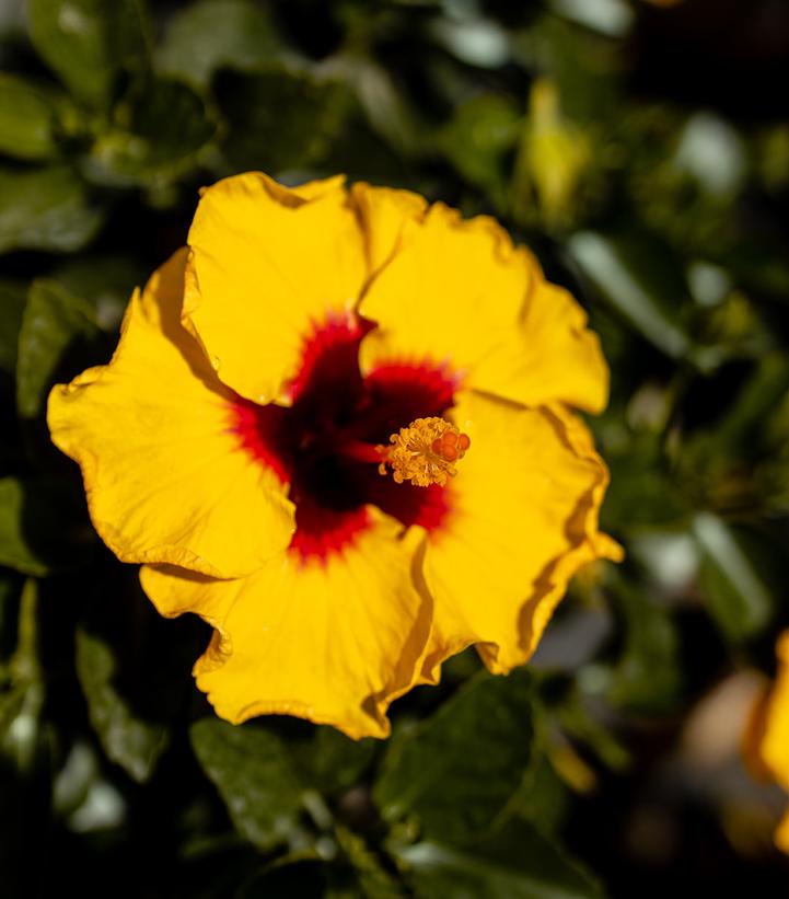 Hollywood Hibiscus® Rico Suave™