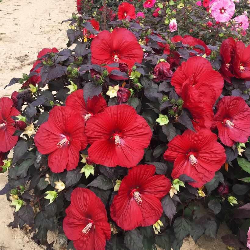 Holy Grail Rose Mallow