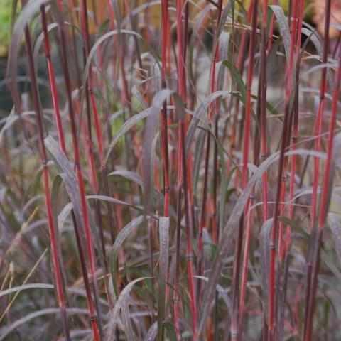 Holy Smoke Big Bluestem
