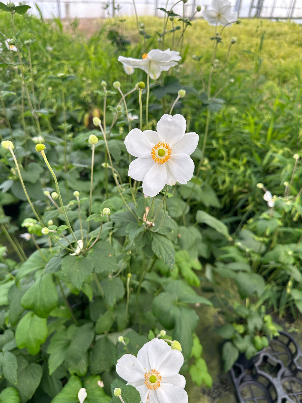 Honerine Jobert Windflower