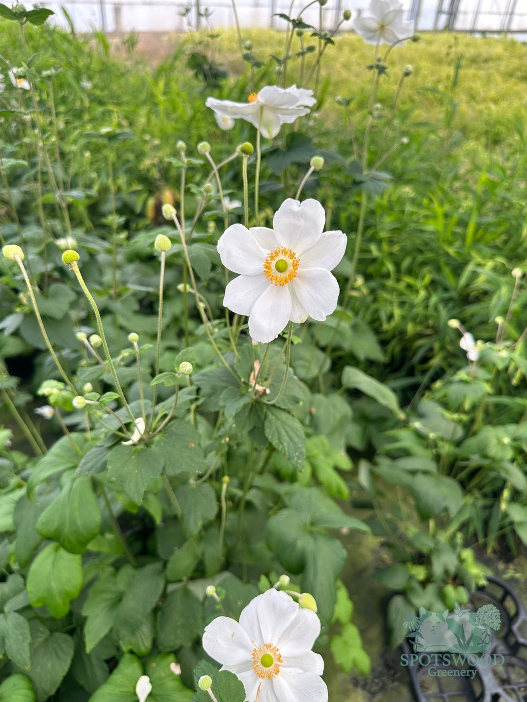 anemone-x-honorine-jobert