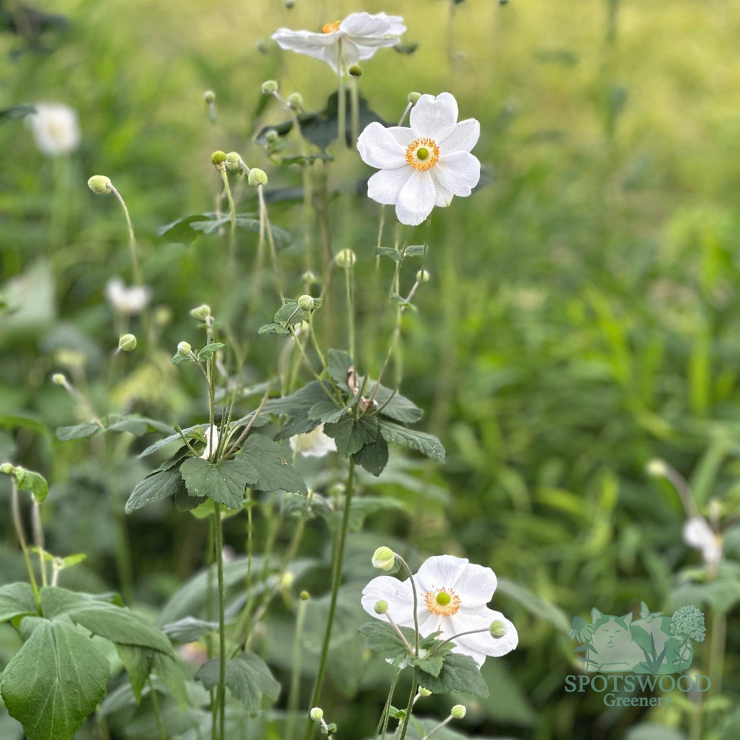 anemone-x-honorine-jobert