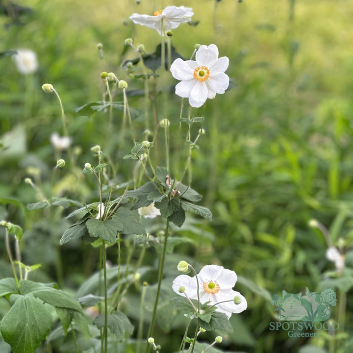 anemone-x-honorine-jobert