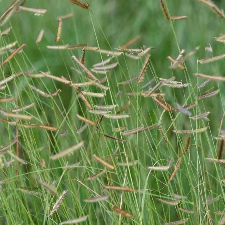 Honeycomb Blue Grama Grass