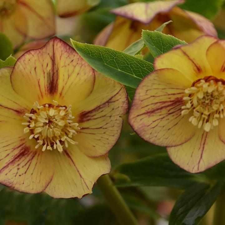 Honeymoon® Tropical Sunset Lenten Rose