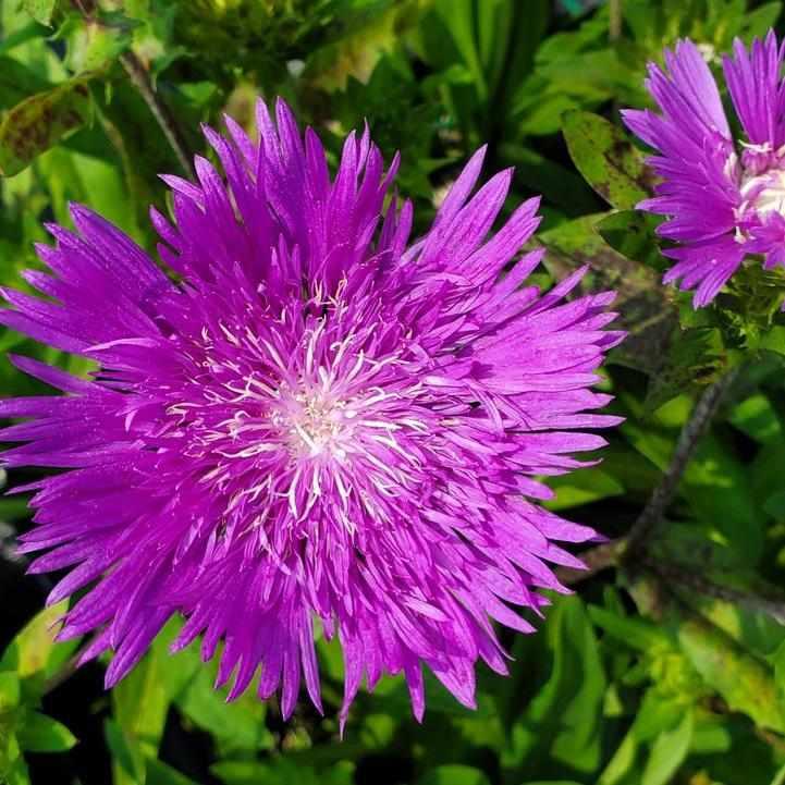 Honeysong Purple Stokes' Aster