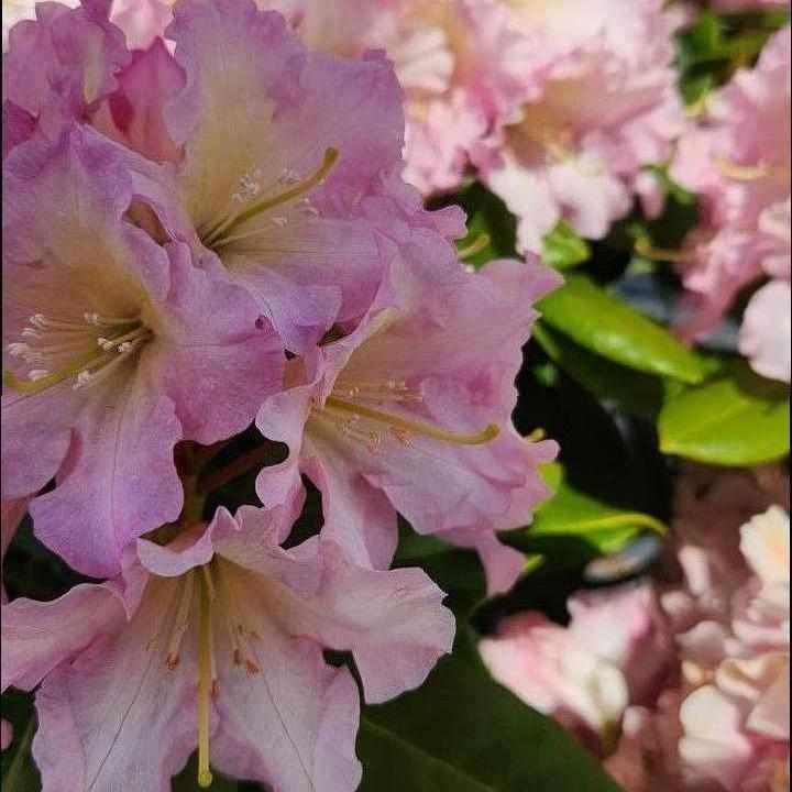 Hoopla Rhododendron