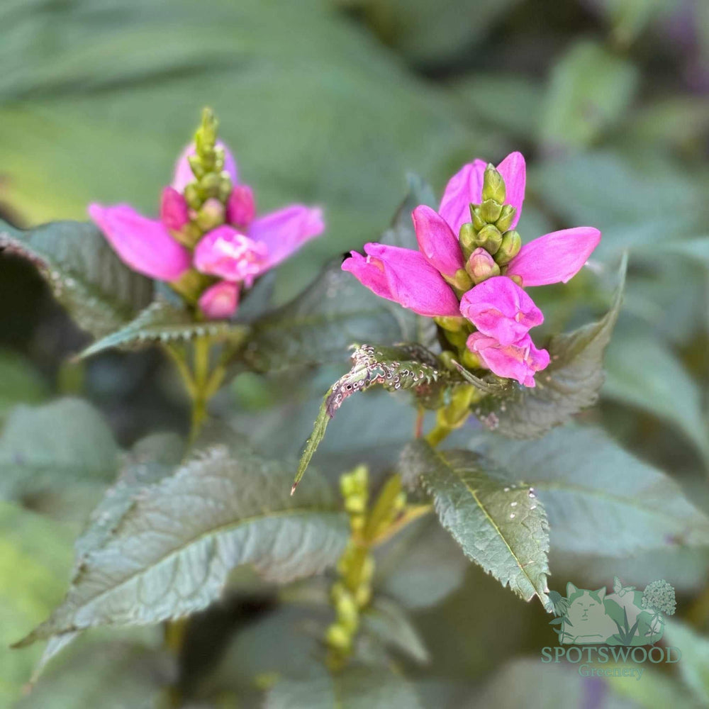 chelone-lyonii-hot-lips