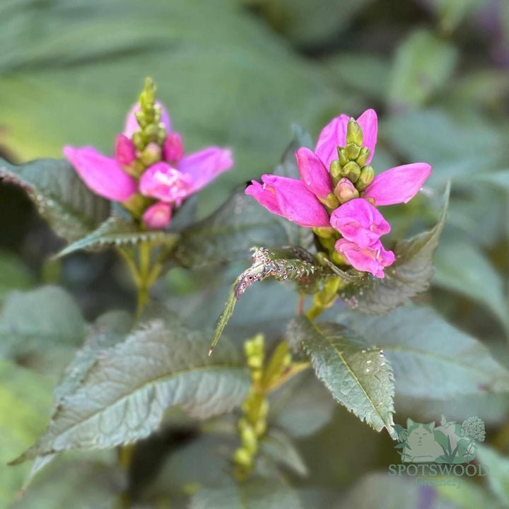 chelone-lyonii-hot-lips