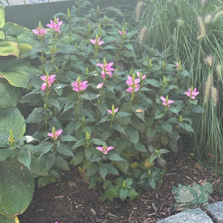chelone-lyonii-hot-lips
