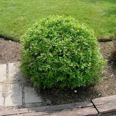 Huron® Gray Dogwood