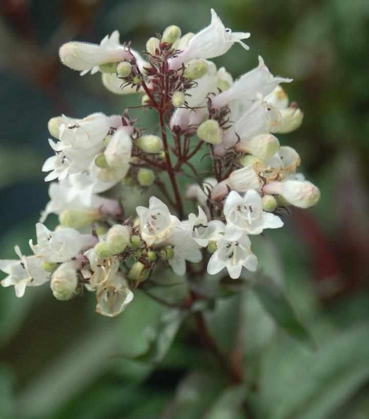 penstemon-digitalis-husker-red-beard-tongue