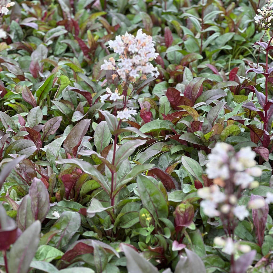 penstemon-digitalis-husker-red-beard-tongue