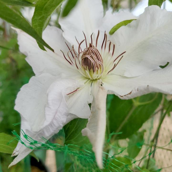 Hyde Hall Clematis