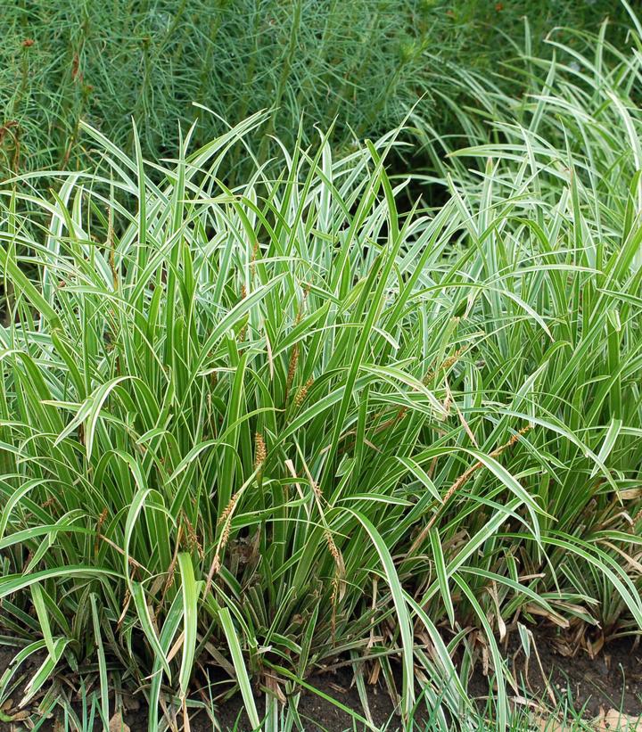 Ice Dance Variegated Japanese Sedge Grass