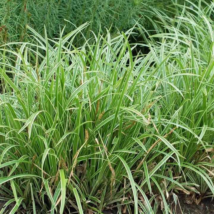 Ice Dance Variegated Japanese Sedge Grass