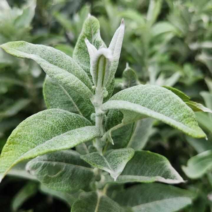 Iceberg Alley® Sageleaf Willow