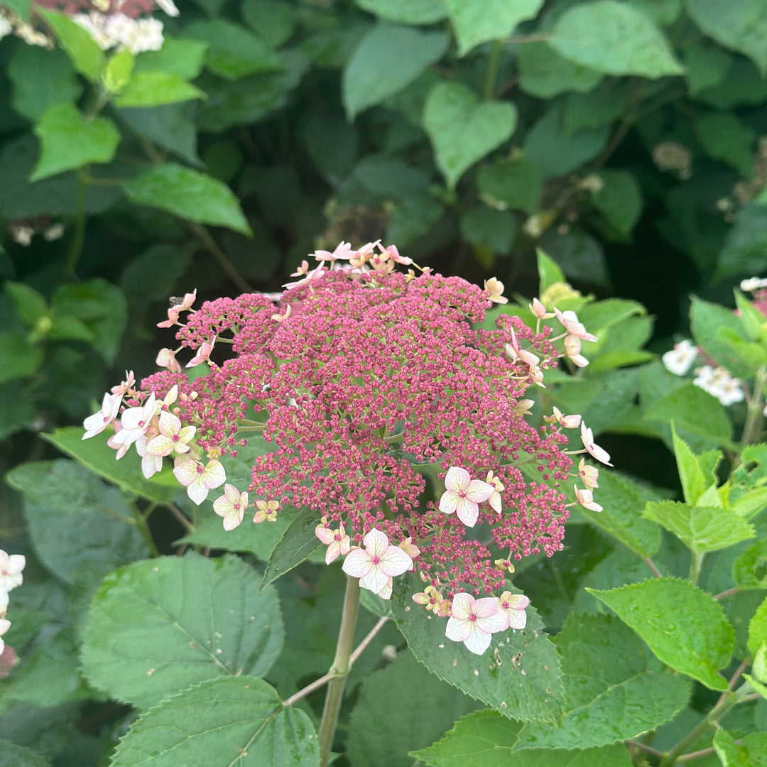 Pinky Pollen Ring™ Smooth Hydrangea