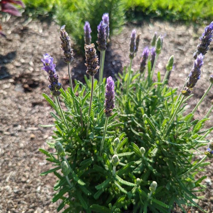 Imperial Gem English Lavender