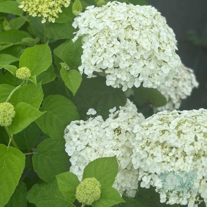 hydrangea-arborescens-incrediball-hydrangea