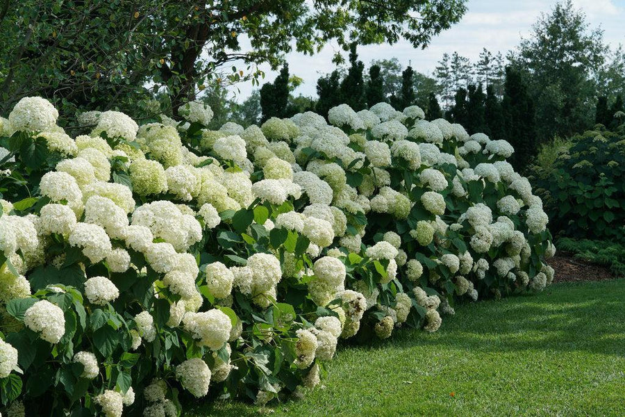 Incrediball® Smooth Hydrangea