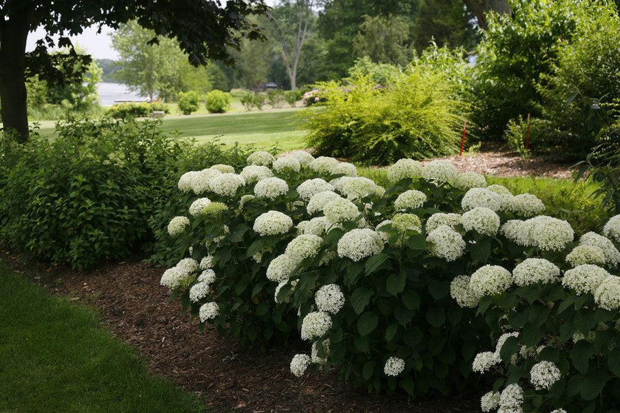 Invincibelle Limetta® Smooth hydrangea