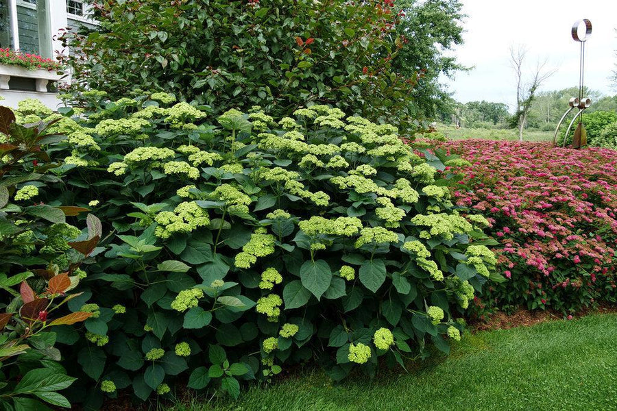 Invincibelle Sublime™ Smooth Hydrangea
