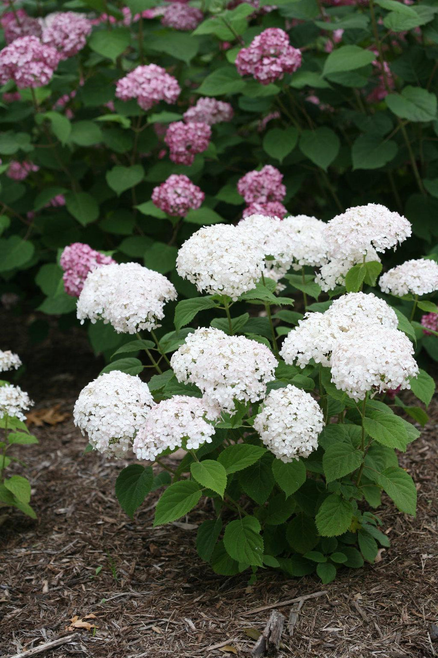 Invincibelle Wee White® Smooth hydrangea