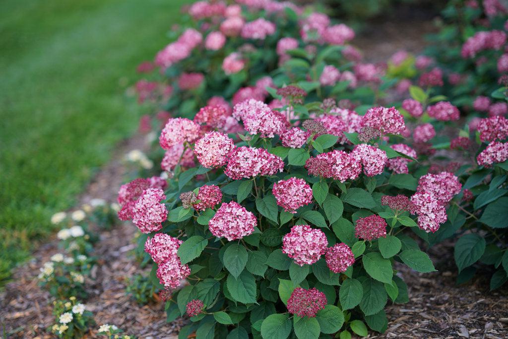 Invincibelle® Ruby Smooth hydrangea